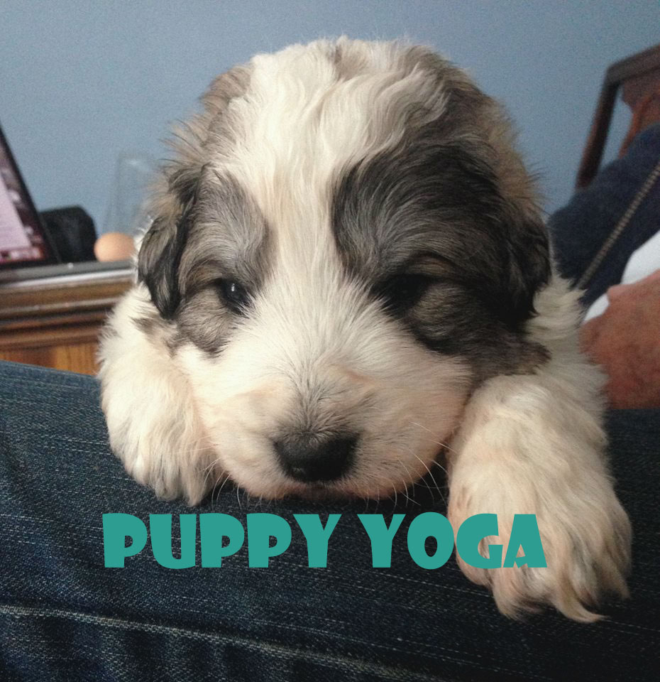 PUPPY Yoga with Painted Lady Fitness - Pyrenees/Maremma