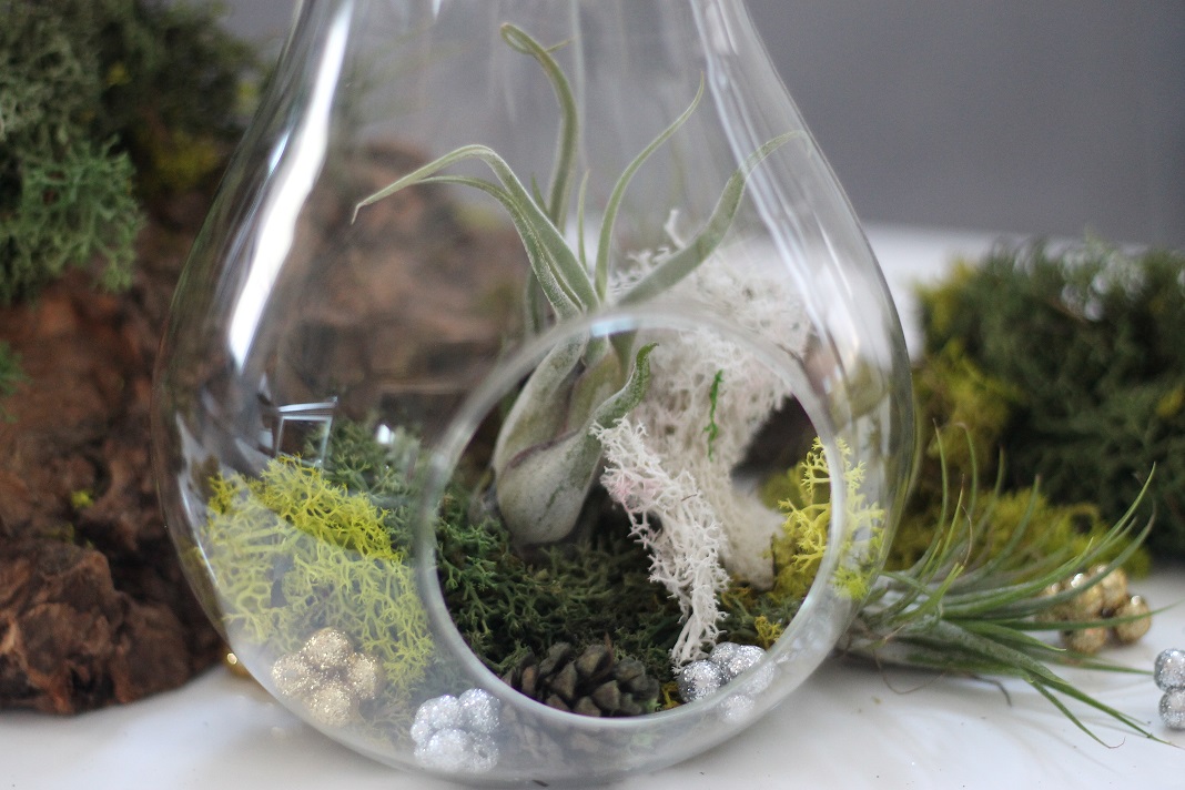 Air Plant Terrarium The Urban Botanist, Ottawa, ON live at Indigo