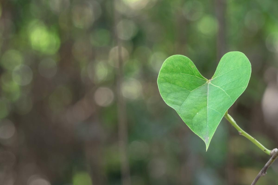 HIKING IN HARMONY - BRUCE TRAIL DAY- FREE EVENT at Dufferin Hi-Land Club near Mono Cliffs Provincial Park